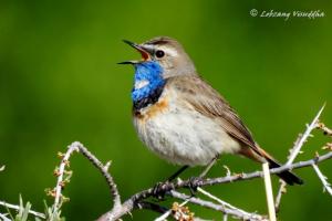 Blue-throat (Ogle sngonpo)