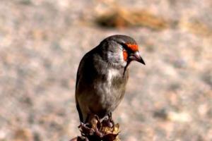 Europian Goldfinch (Chipa Dongmar)