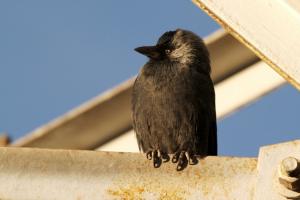 Jack Daw (Forok migkar)