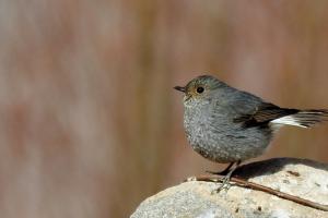 Plumbeous Water Redstart (Chui Sentik)