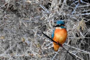 Common Kingfisher (Nyaza Chuon)