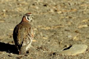 Tibetan Partridge (Dep sRak)