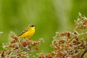 Grey Wagtail 