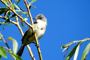 Great White-throat