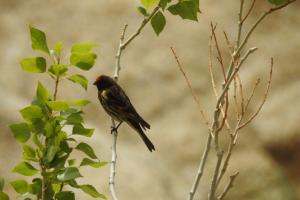 Red-fronted Serin (Palba membar)