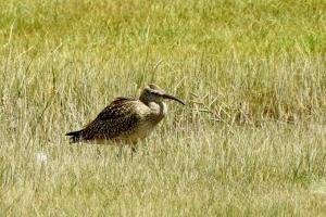 Whimbreal 