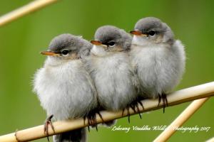 Chicks of Kashmir Chiff Chaff