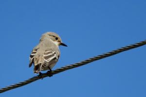 Spotted Flycatcher