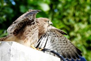 Common Kestrel (Tha)