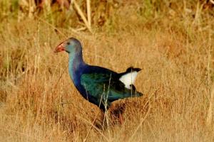 Purple Swamphen 