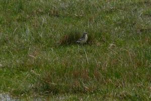 Bandt's Mountain Finch