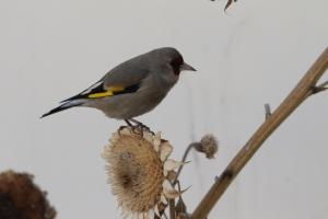 Europian Goldfinch