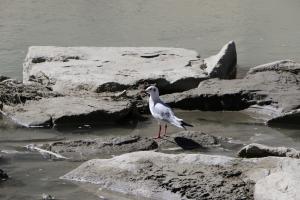 Brown Headed Gull