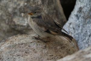 Tibetan Snowfinch