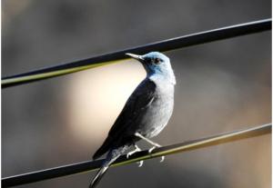 Blue Rock Thrush