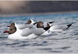 Brown-headed Gull