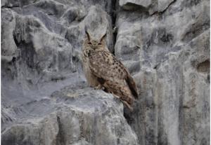 Eurasian Eagle Owl