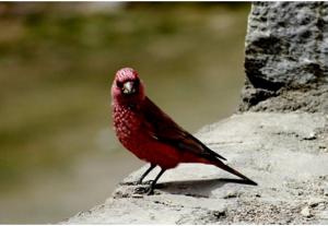 Great Rosefinch