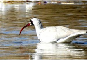 Ibisbill 
