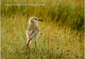 Humme's Ground Pecker