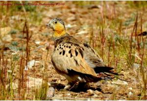 Tibetan Sandgrouse