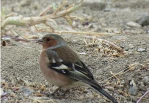 Common Chaff Finch
