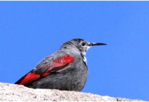Wall Creeper