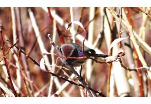 White-browed Tit Warbler