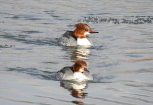 Marganser 