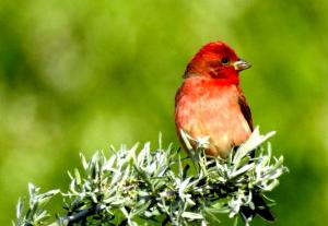 Common Rosefinch (Ichu Idmar)