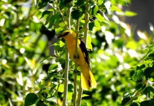 Golden Oriel (Zeri Mayon)