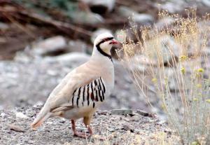 Chukar Partridge (sRakpa)