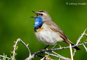 Blue-throat (Ogle sngonpo)