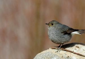 Plumbeous Water Redstart (Chui Sentik)