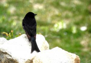 Black Drongo 