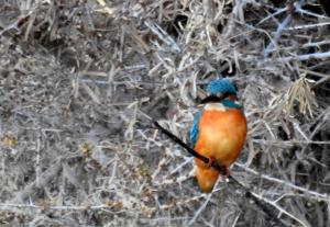 Common Kingfisher (Nyaza Chuon)