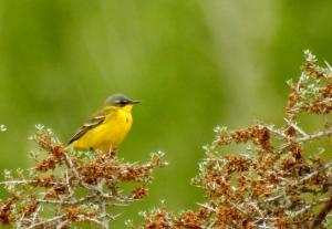 Grey Wagtail 