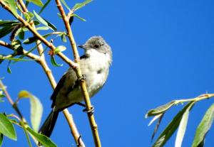 Great White-throat