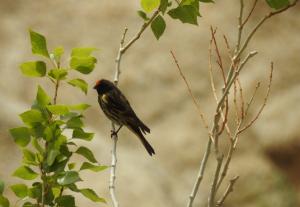 Red-fronted Serin (Palba membar)