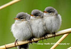Chicks of Kashmir Chiff Chaff