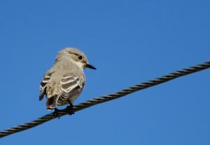 Spotted Flycatcher