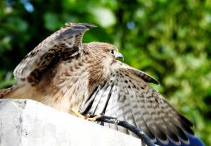 Common Kestrel (Tha)