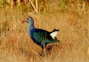 Purple Swamphen 