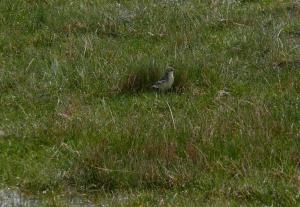 Bandt's Mountain Finch