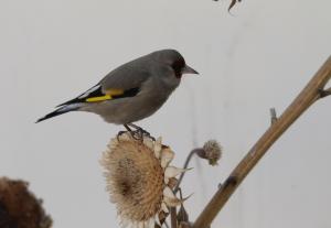Europian Goldfinch