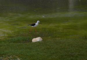 Black Winged Stilt