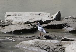 Brown Headed Gull