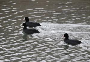 Common Coot