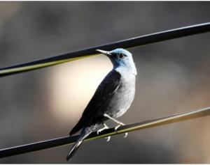 Blue Rock Thrush