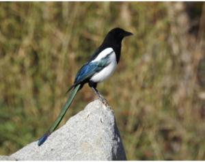 Eurasian / Black-billed Magpie